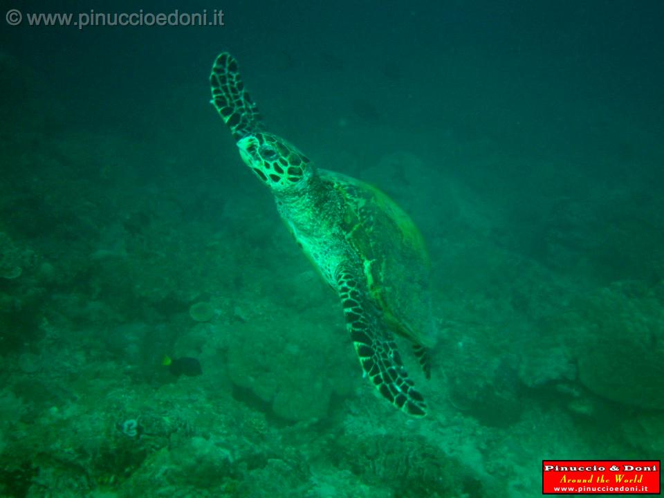 Djibouti - Diving a Djibouti - 39.jpg